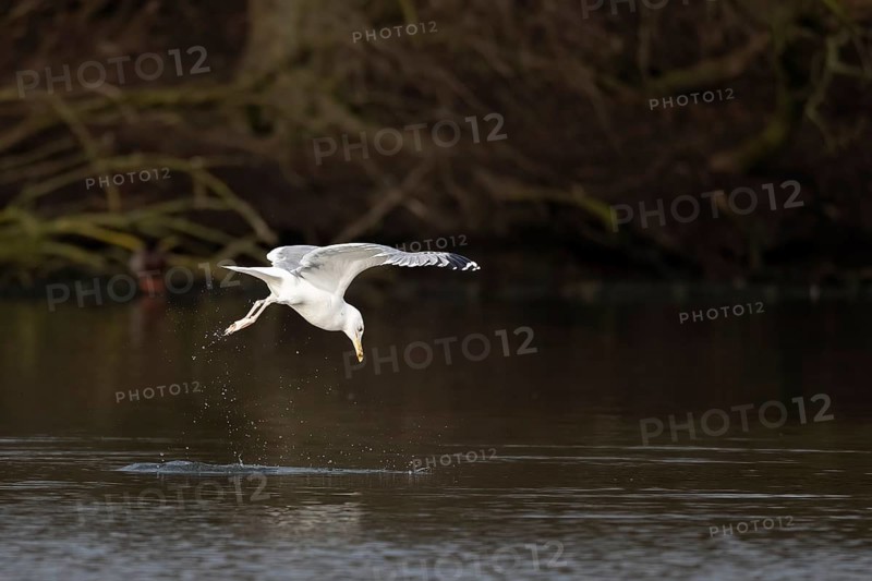 A herring gull swoops into the water onto a fish, Lake Uemmingen