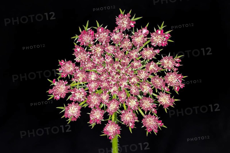 Inflorescence of a wild carrot,
