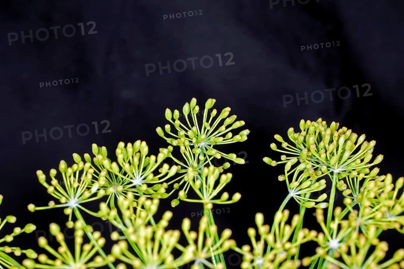 Dill,