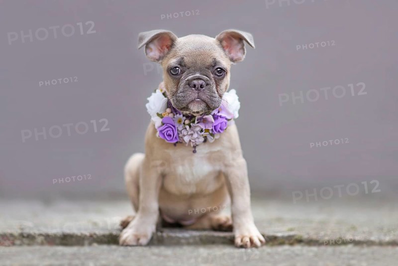 Young French Bulldog dog puppy with floppy ears wearing a purple flower collar in front of gray wall,