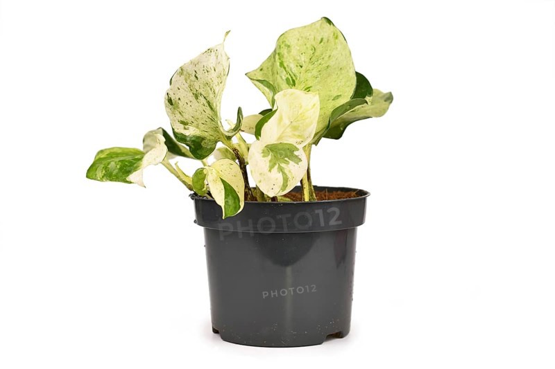 Tropical Epipremnum Aureum Manjula pothos houseplant in flower pot isolated on white background,