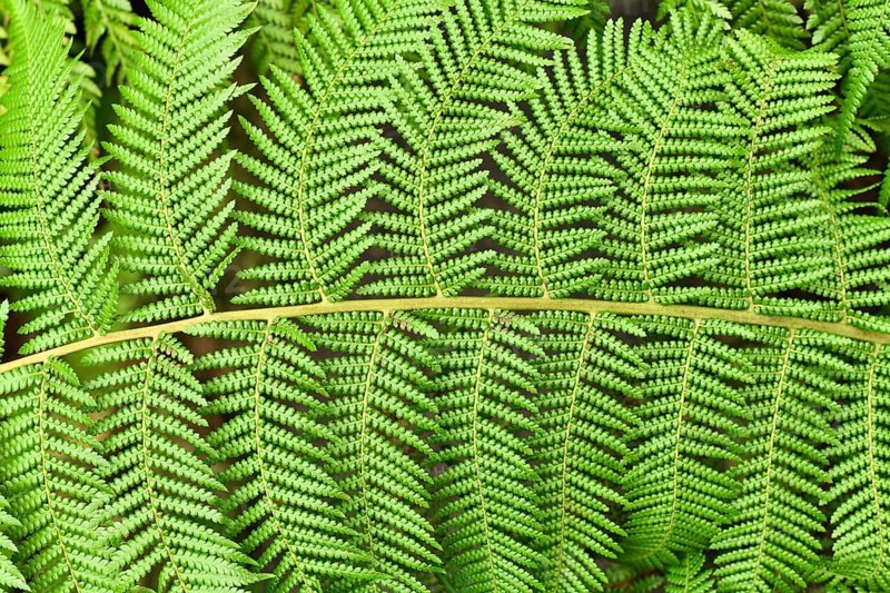 Close up of leaf of soft tree fern. Botanic name Dicksonia Antarctica,