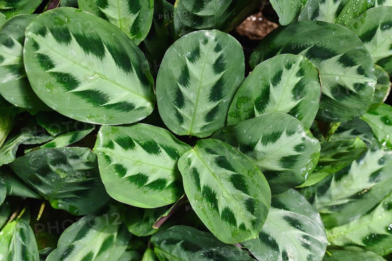 Tropical Maranta Cristata Bicolor house plants with leaves with unique dark and light stripe pattern,