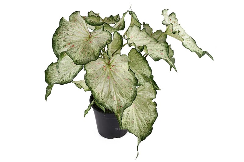 Tropical Caladium Candyland houseplant with beautiful white and green leaves with pink freckles in pot on white background,