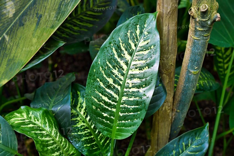 Exotic Dieffenbachia Seguine Tropic Snow houseplant with yellow and green pattern,