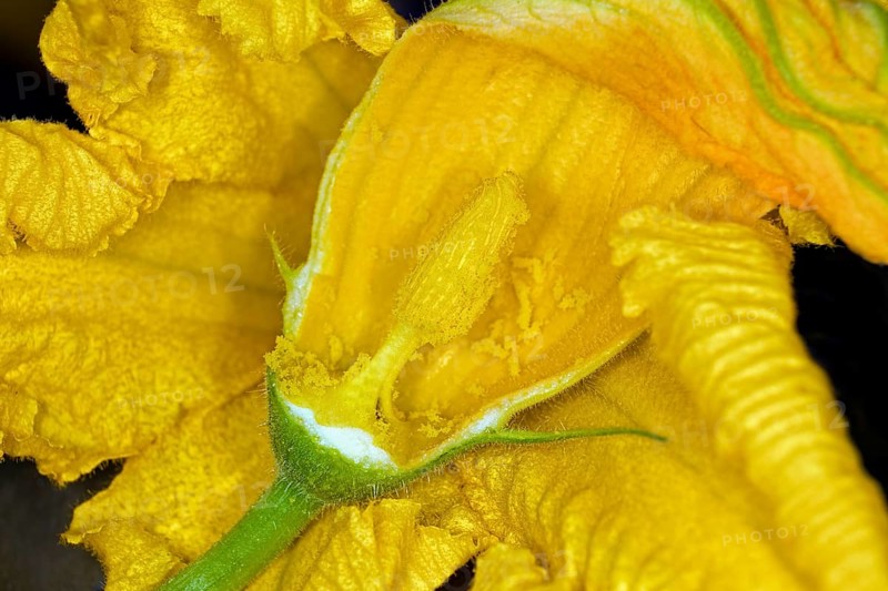 Close-up, pistil of a male flower of a Hokkaido pumpkin