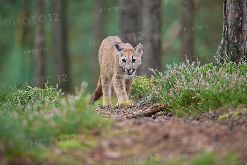 Cougar, Mountain Lion