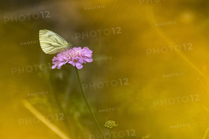 Green-veined white,
