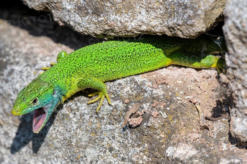 Western green lizard,