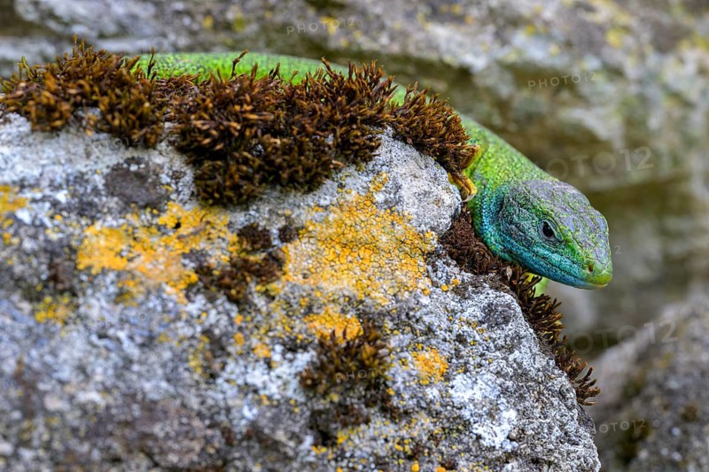 Western green lizard,