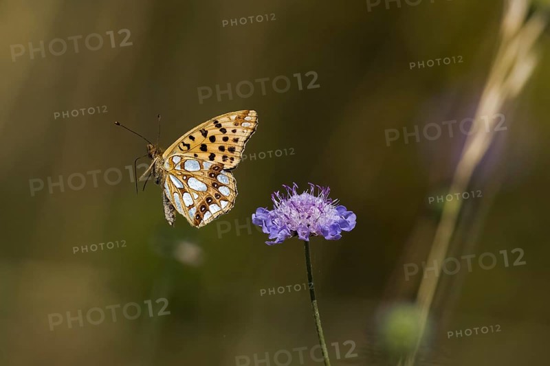 Queen of spain fritillary,