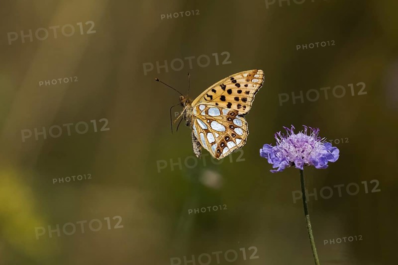Queen of spain fritillary,