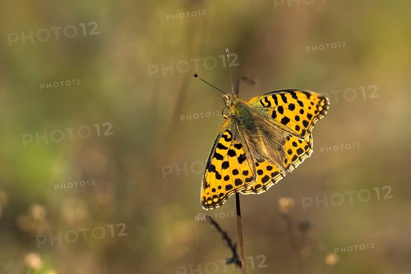 Queen of spain fritillary,
