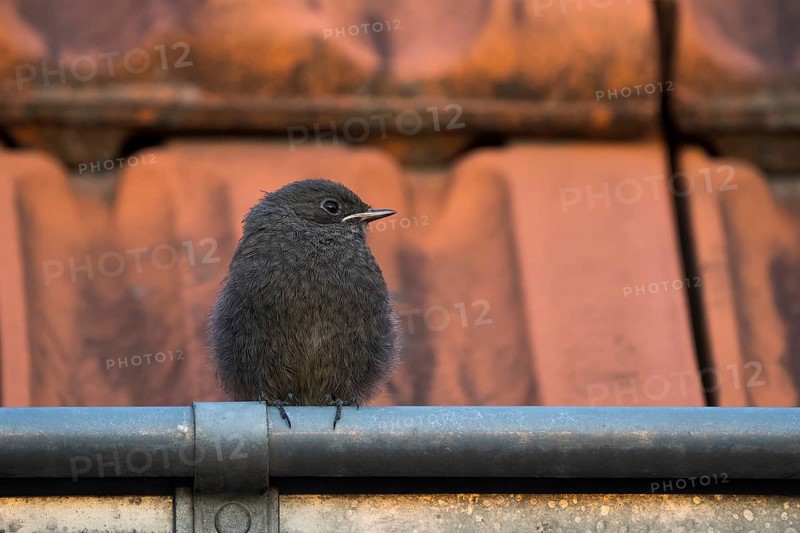 Black Redstart,