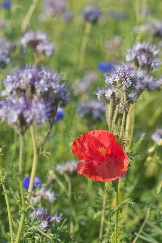 Poppy flowers,