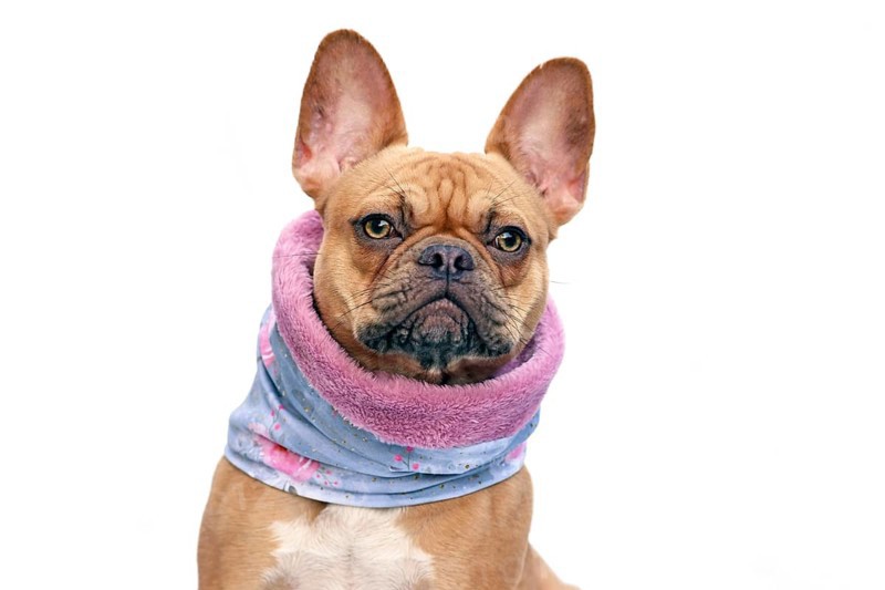 French Bulldog dog wearing warm loop scarf around neck to keep warm in cold temperatures on white background,