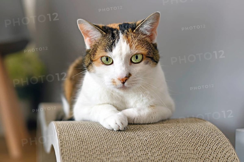 Calico Cat with green eyes lying on cardboard scratch board,