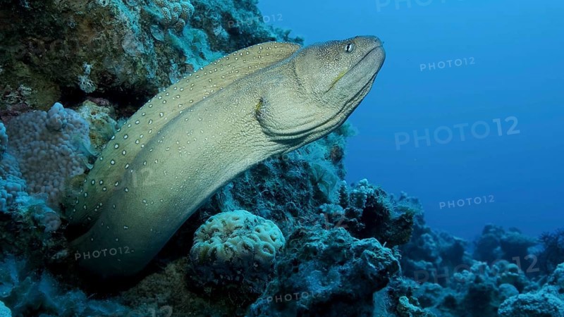 Close-up portrait of Moray peeks out of its hiding place. Yellow-mouthed Moray Eel,