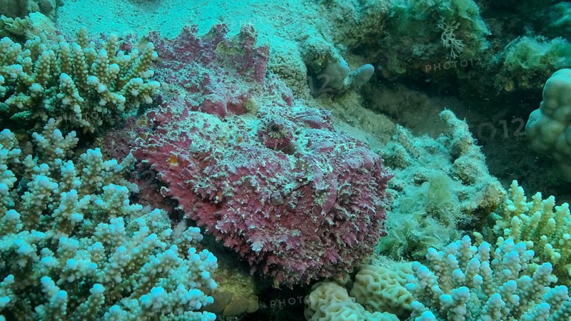 Close-up of pink Stonefish lies on corals. Reef Stonefish,