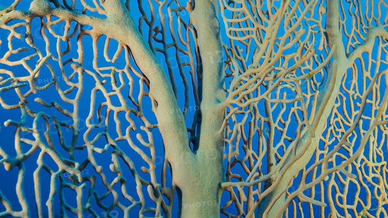 Details of the soft coral,