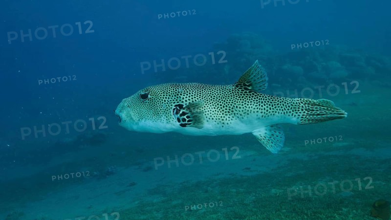 Close-up of Pufferfish,