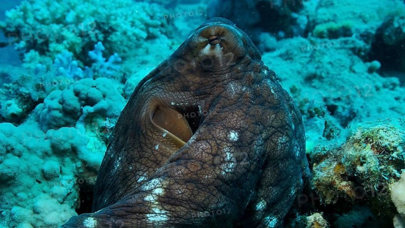 Portrait of big red Octopus sits on the coral reef. Common Reef Octopus,