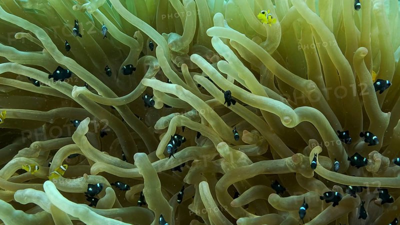 Baby Clownfish and school of Damsel fish swims on Bubble Anemone. Red Sea Anemonefish,