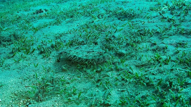 Closeup of the Flounder fish lie on green seagrass. Leopard flounder,