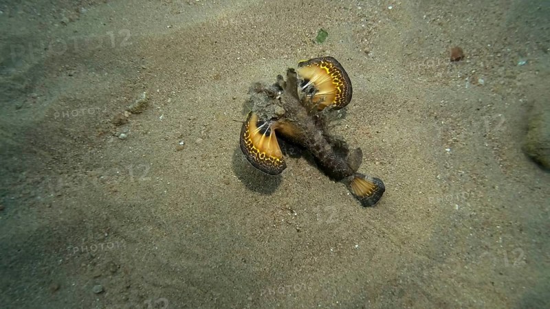 Demon Stinger,