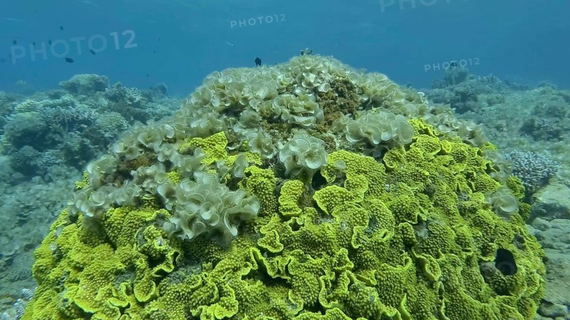 Brown alga,