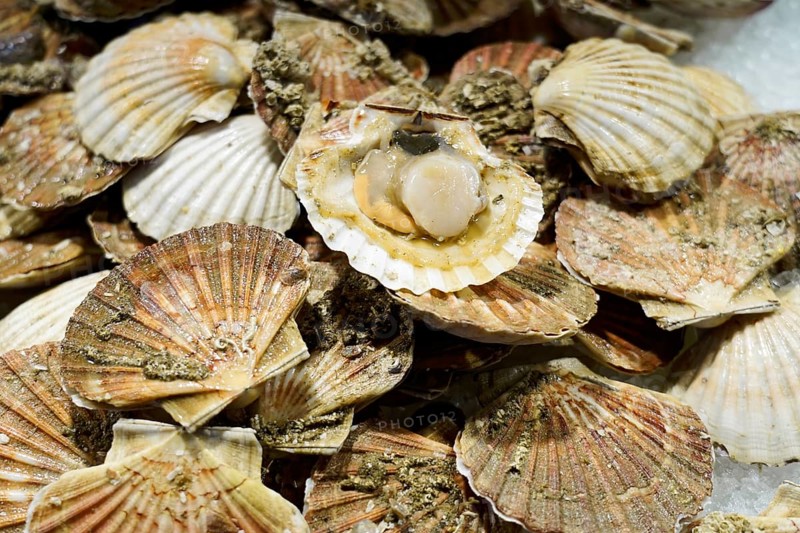 Scallops, Campo de la Pescaria fish hall