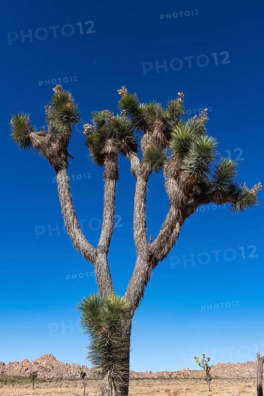 Joshua tree in the Joshua Tree National Park, California
