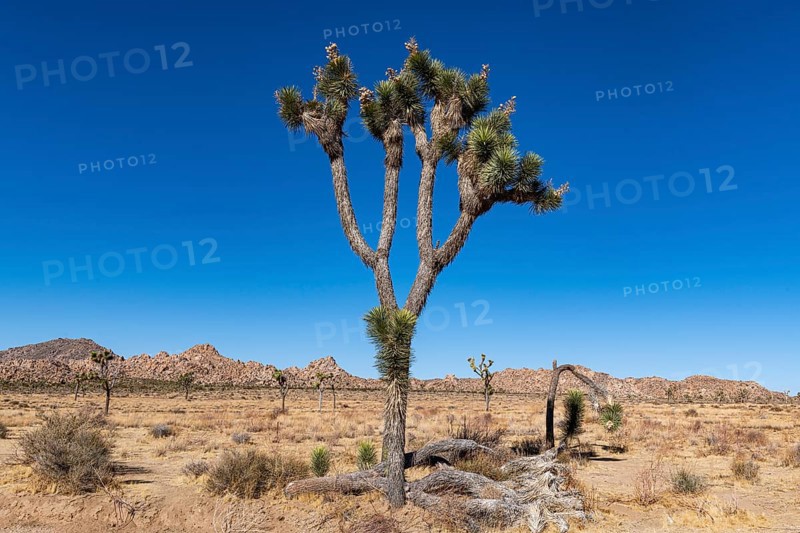 Joshua tree in the Joshua Tree National Park, California