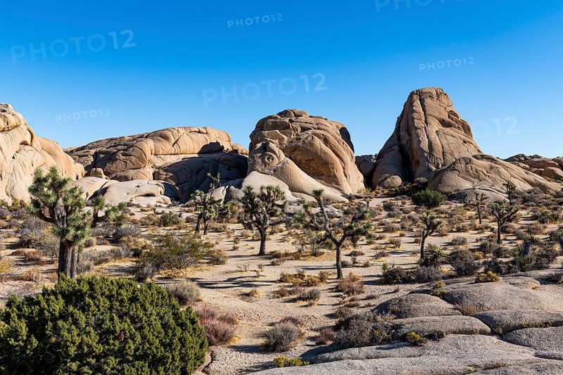 Joshua trees in the Joshua Tree National Park, California