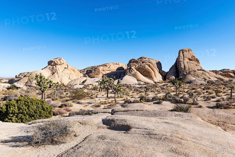 Joshua trees in the Joshua Tree National Park, California