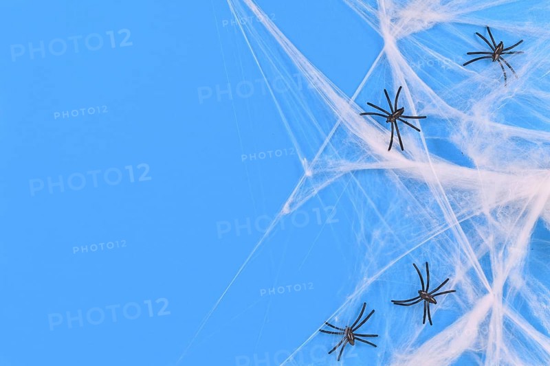 Cobwebs and plastic spiders on side of blue Halloween background with empty copy space,
