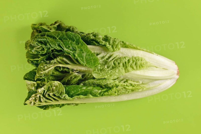 Romaine lettuce vegetable on green background,