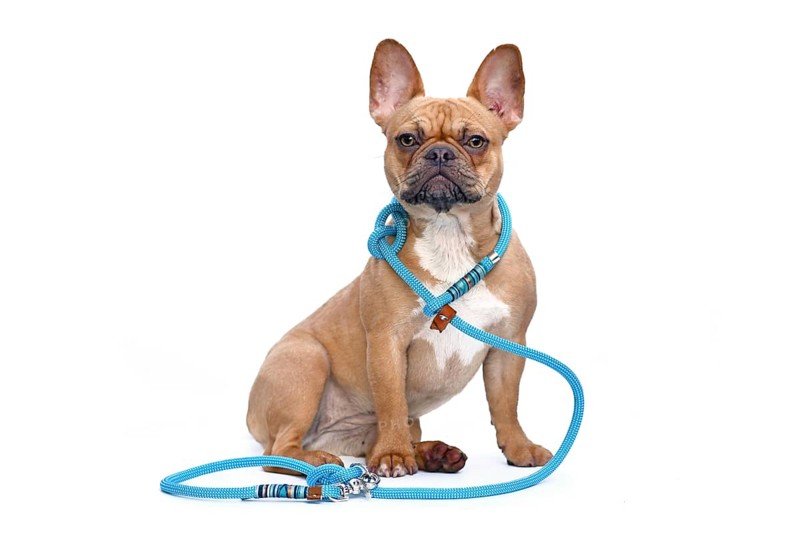 Red fawn colored French Bulldog dog wearing a teal retriever rope leash set isolated on white background,