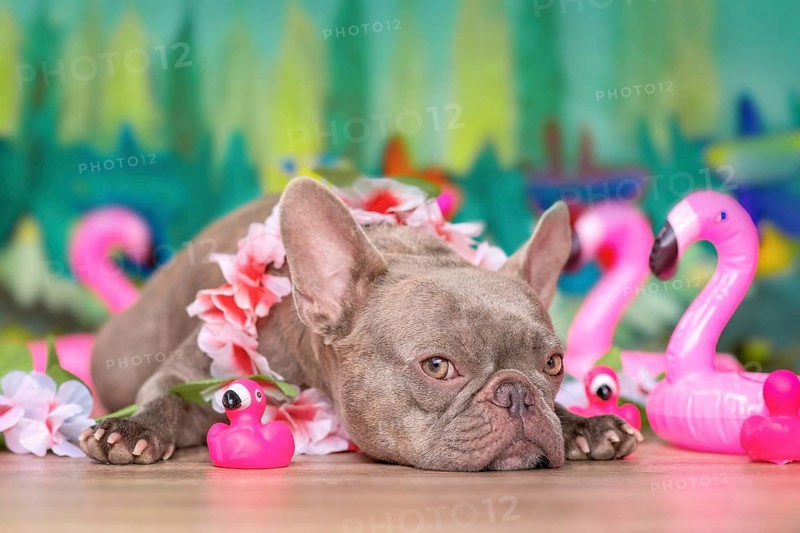 French Bulldog dog with tropical flower garlands and rubber toy flamingos in front of green background,
