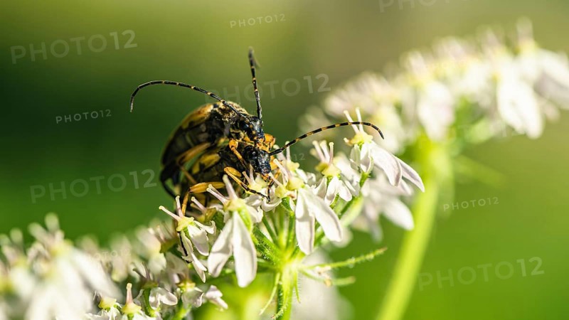 Spotted Longhorn,