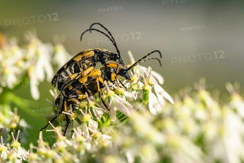 Spotted Longhorn,