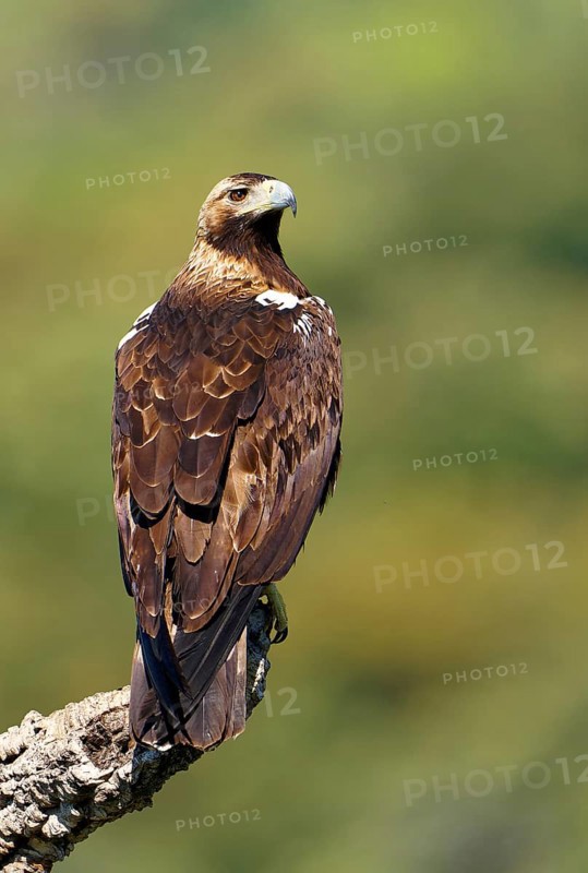 Spanish imperial eagle,