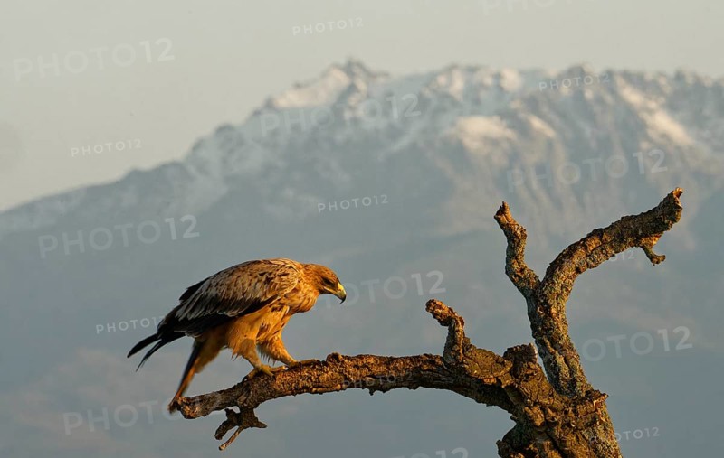 Young Spanish Imperial Eagle,