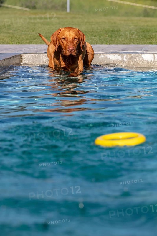 Young male Vizsla swimming after a ring, Wisen