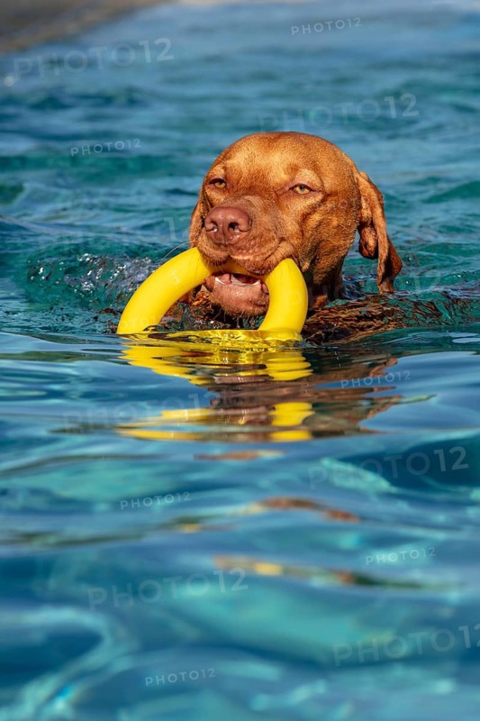 Young male Vizsla swimming after a ring, Wisen