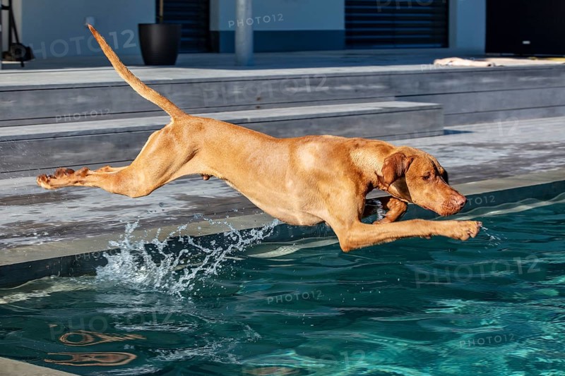 Vizsla, young male