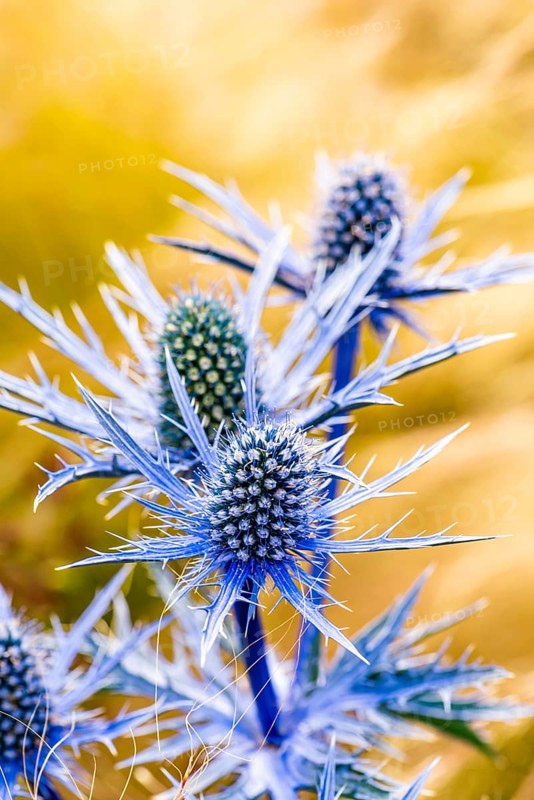 Blue Hobbit, Sea Holly