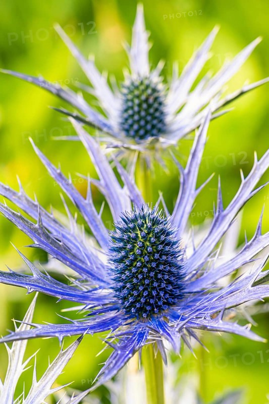 Blue Hobbit, Sea Holly