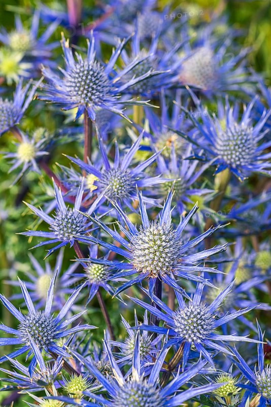Blue Hobbit, Sea Holly
