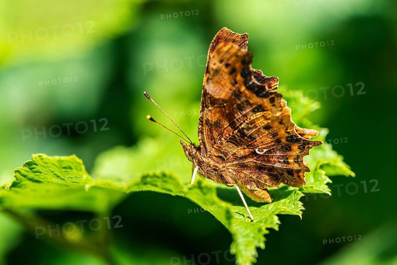Comma,